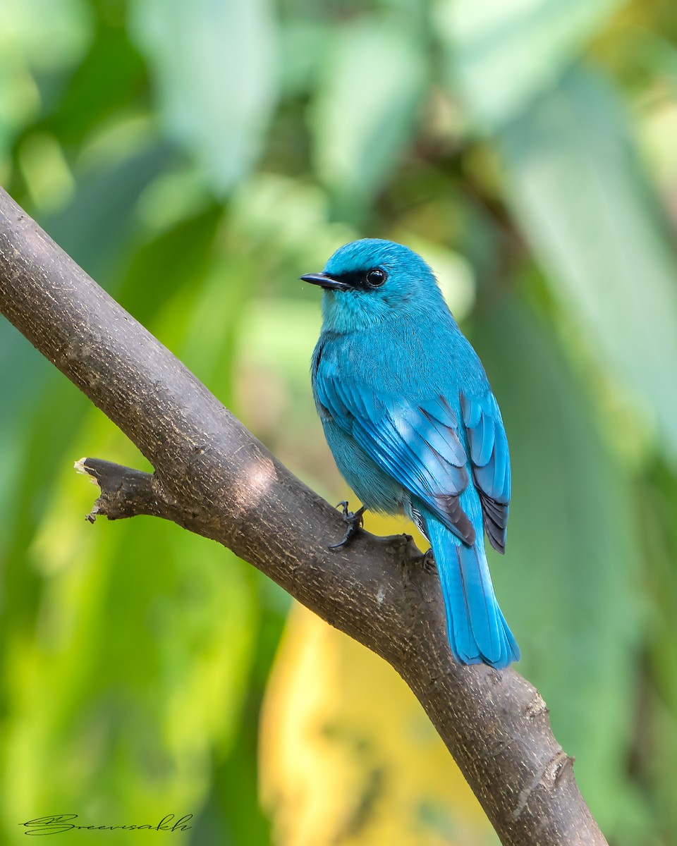 Verditer Flycatcher - Sree Priya