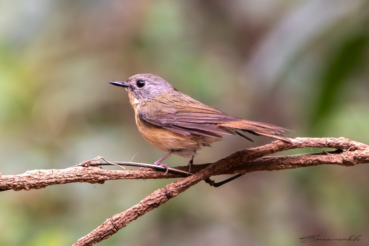 Pale-chinned Flycatcher - Sree Priya