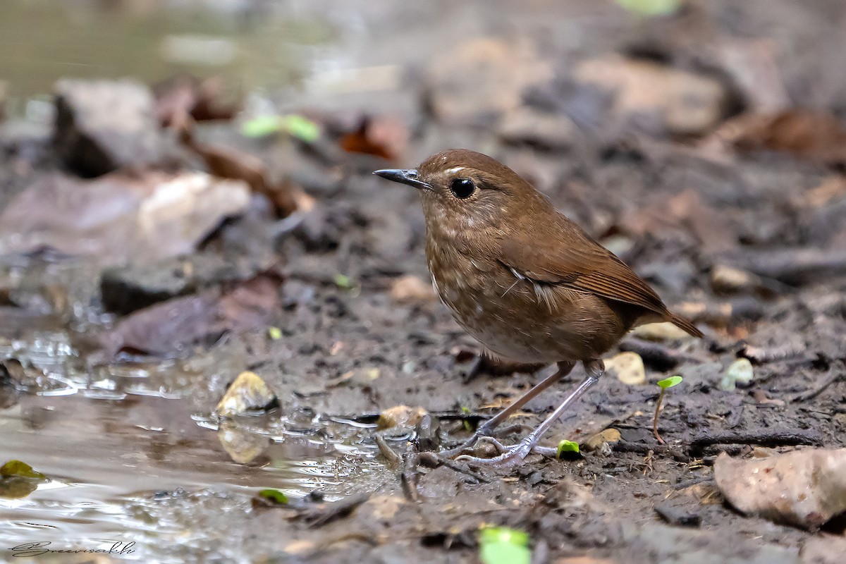 Lesser Shortwing - Sree Priya