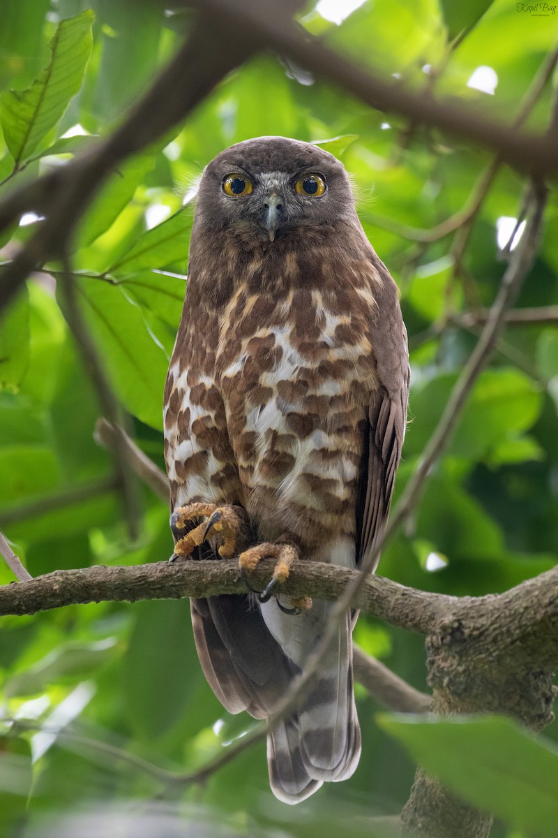 Brown Boobook - ML619016822