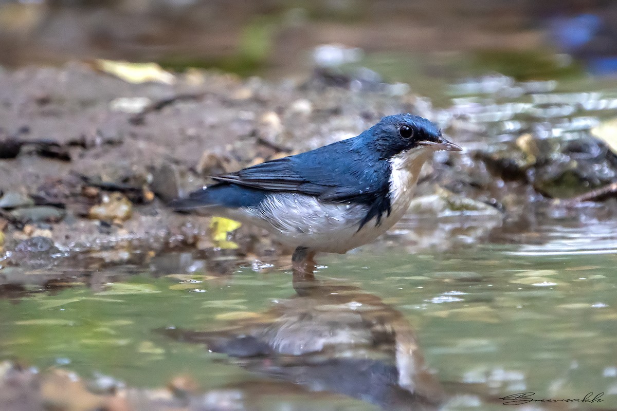 Siberian Blue Robin - Sree Priya