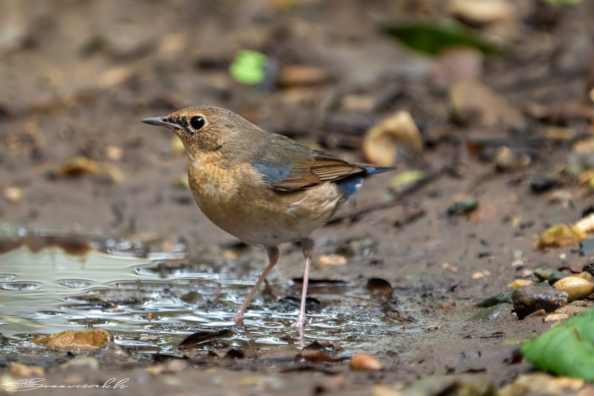 Siberian Blue Robin - Sree Priya