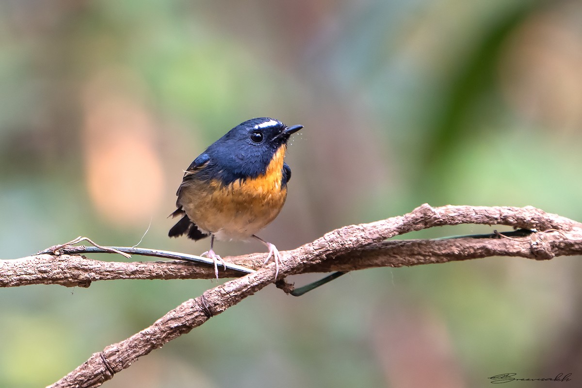 Snowy-browed Flycatcher - Sree Priya