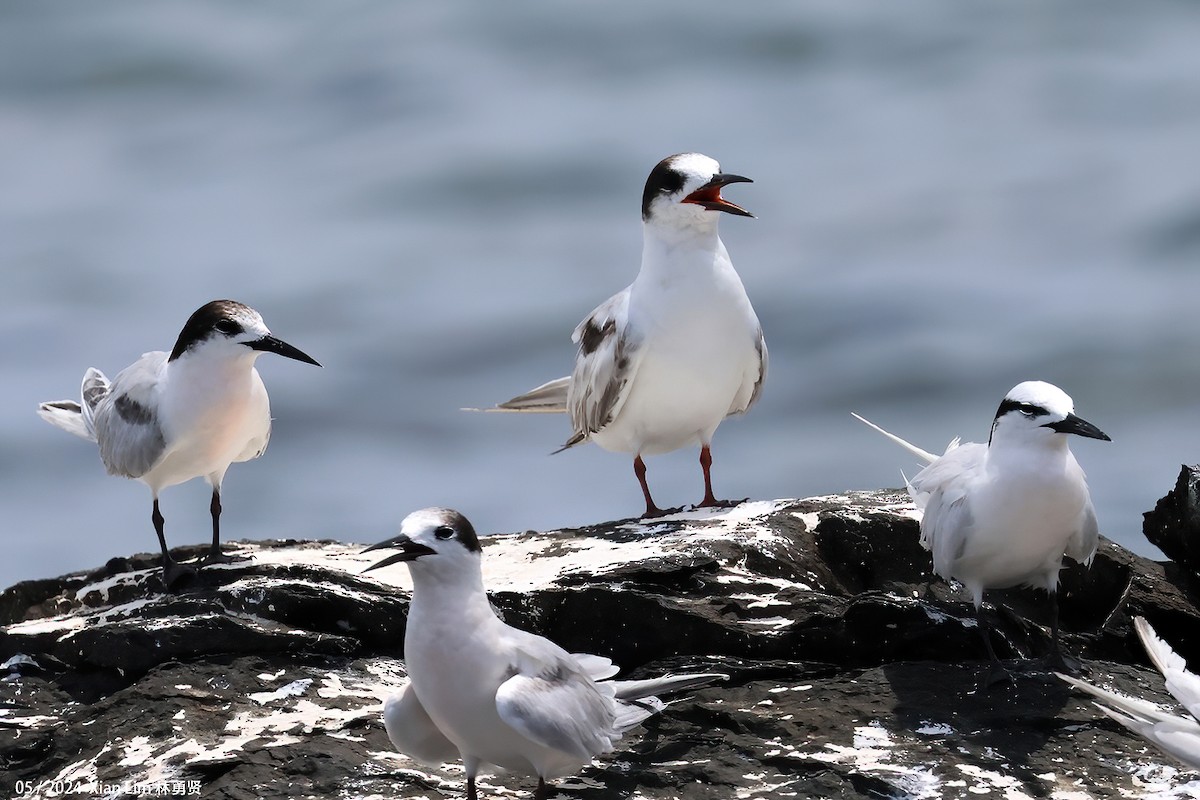 Roseate Tern - Lim Ying Hien