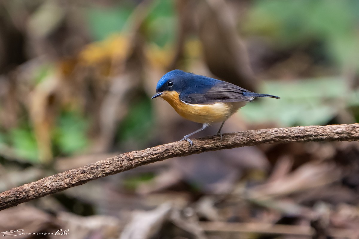 Pygmy Flycatcher - ML619016864