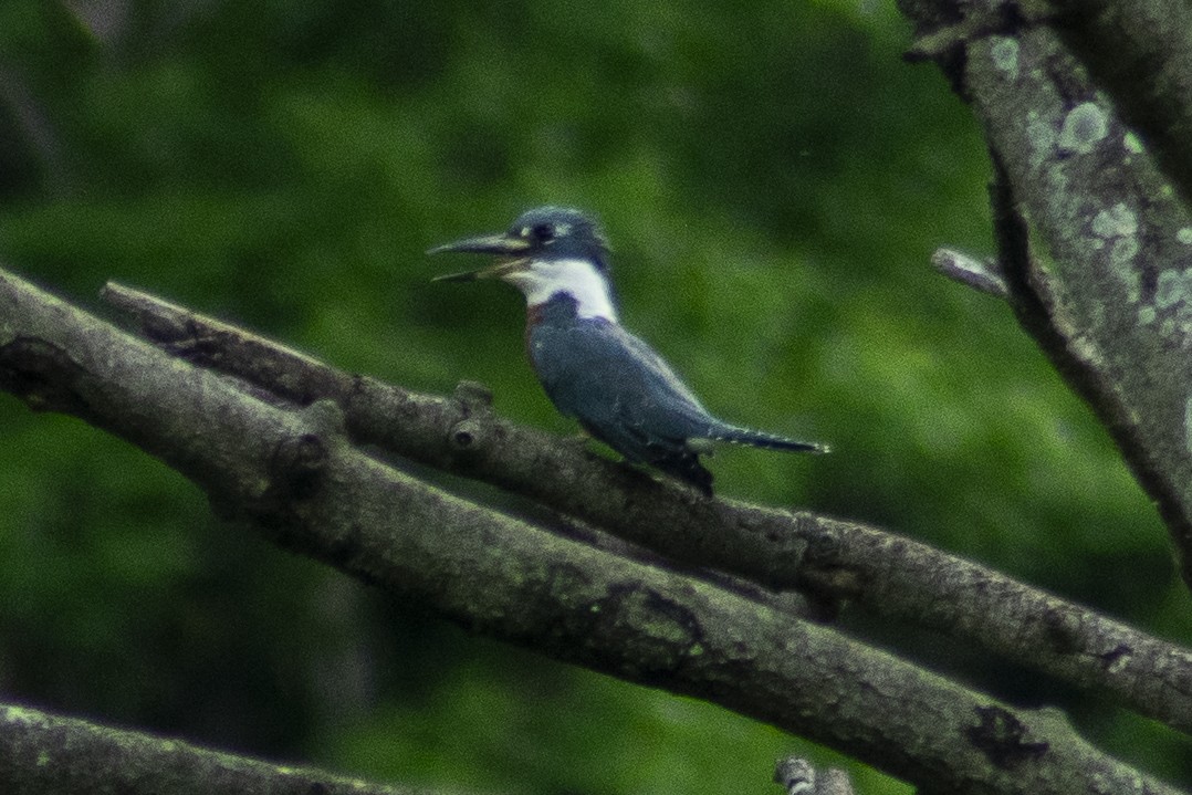 Ringed Kingfisher - ML619016877