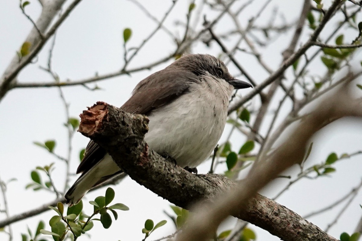 Sri Lanka Woodshrike - Brecht Caers