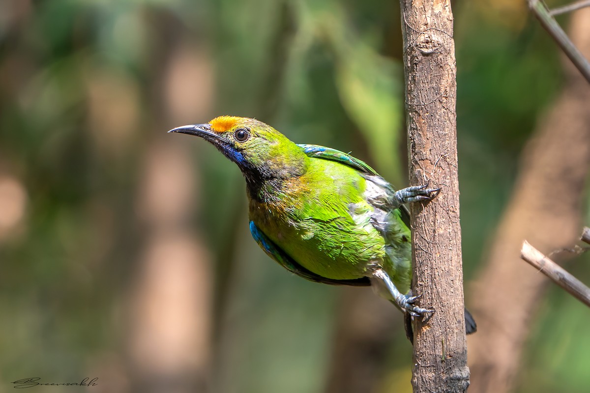 Golden-fronted Leafbird - Sree Priya