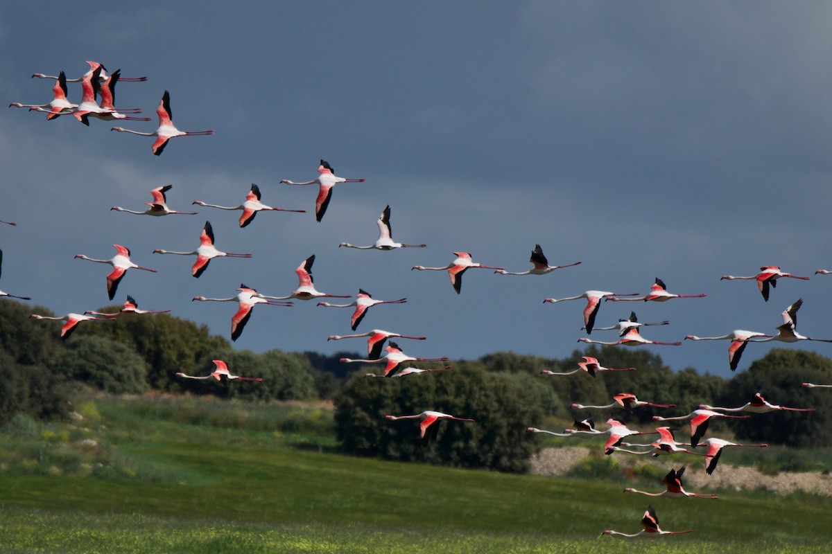 Greater Flamingo - Carlos Nos