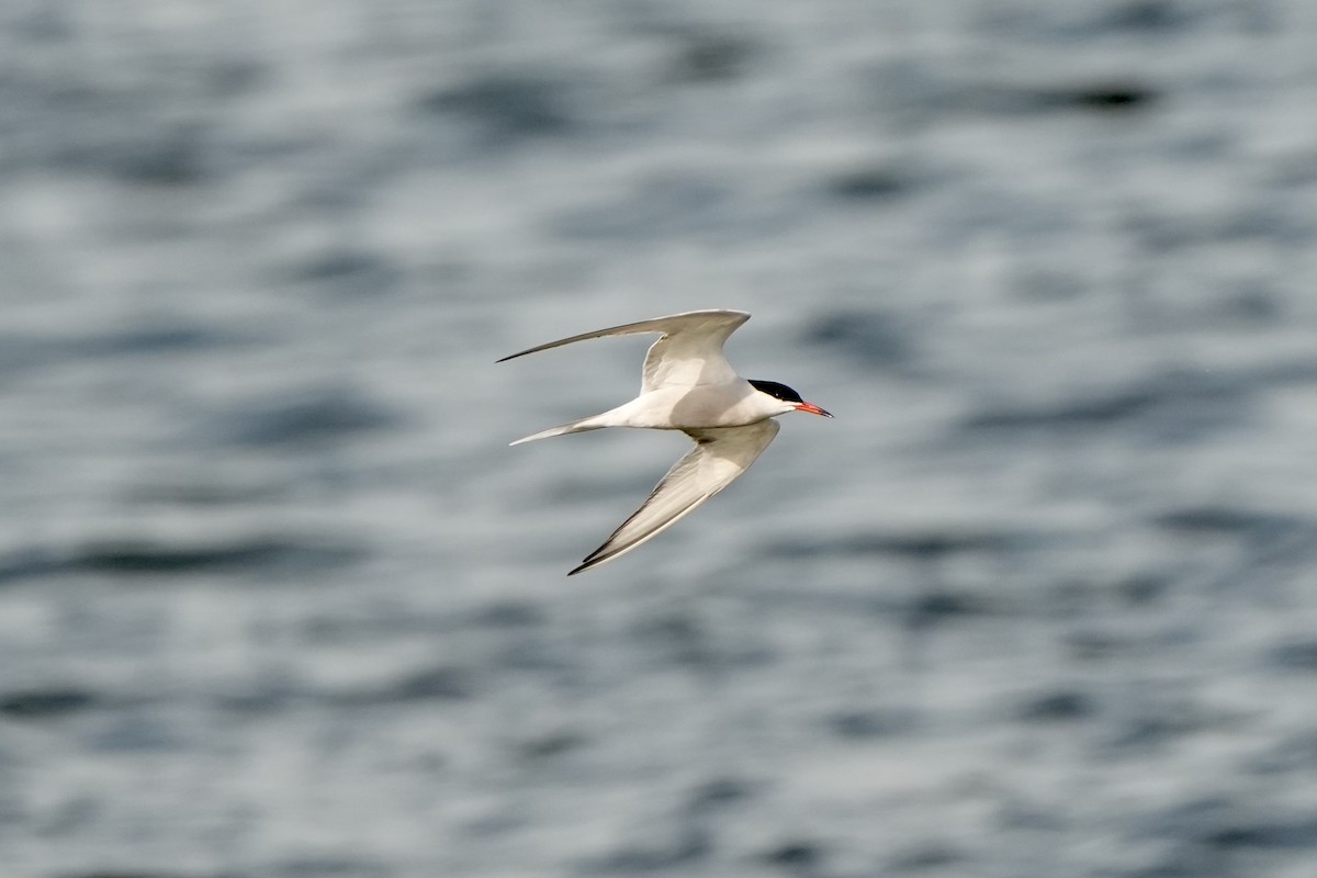 Common Tern - Willem Van Bergen