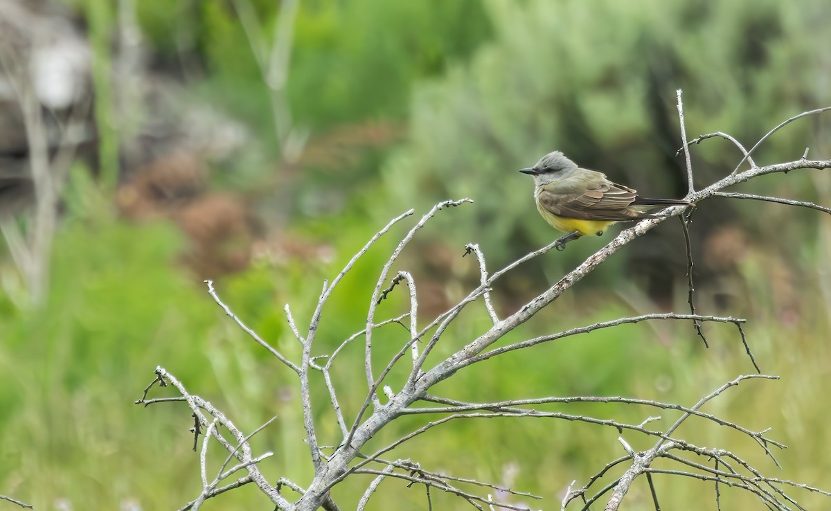 Western Kingbird - Connor Cochrane