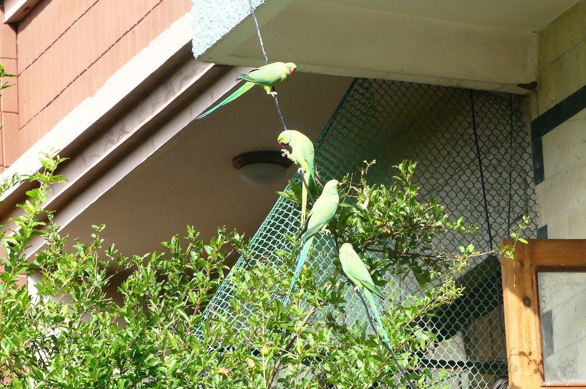 Yeşil Papağan - ML619016975