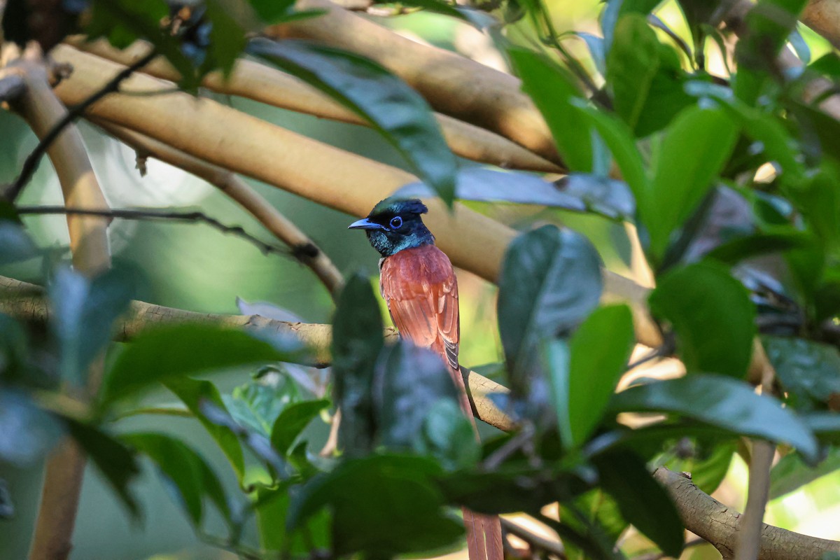 Amur Paradise-Flycatcher - Ruichen Jin