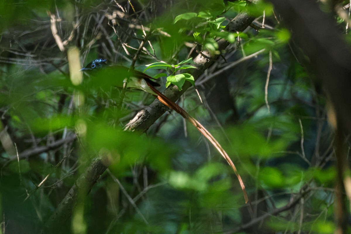 Amur Paradise-Flycatcher - ML619016989