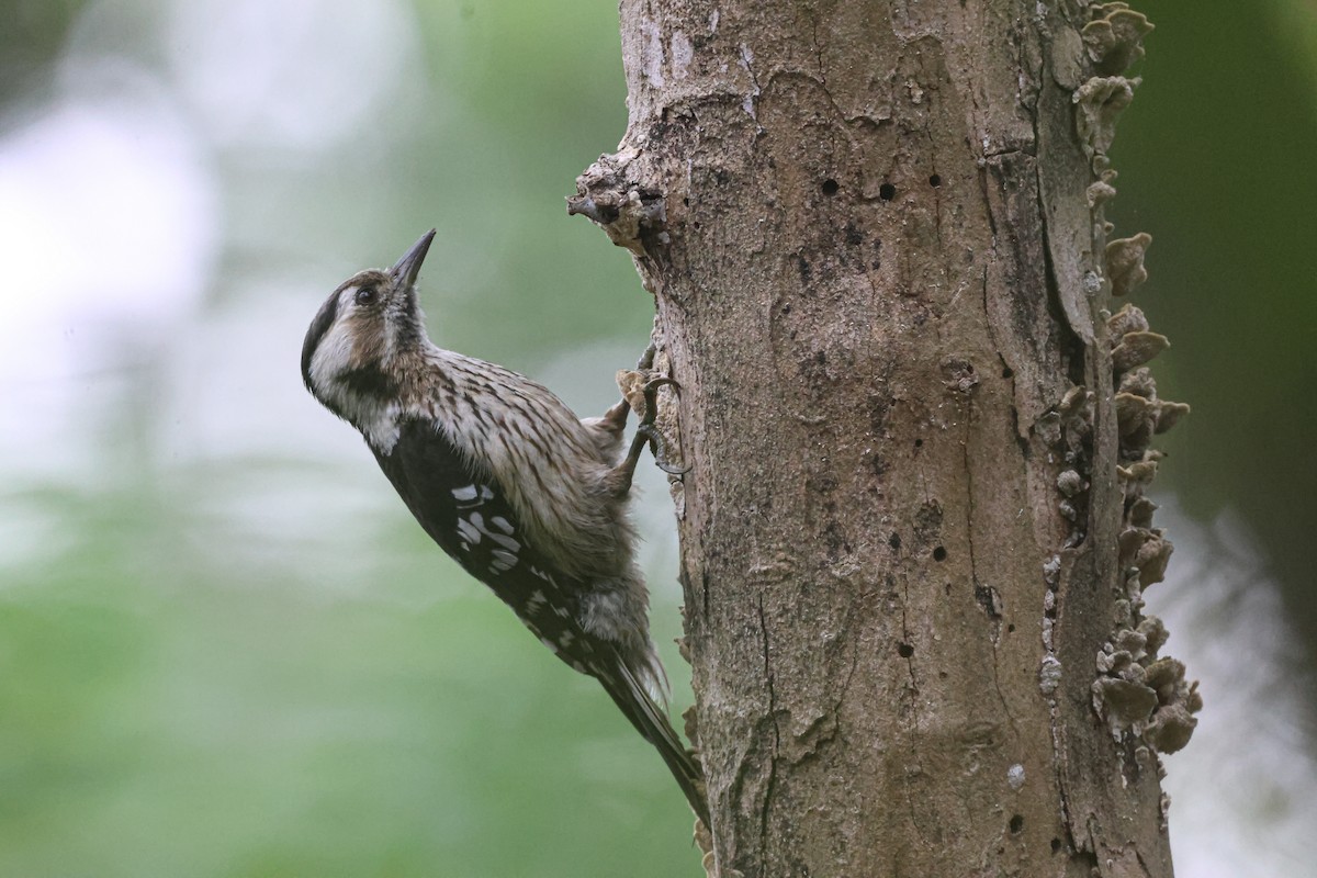 Gray-capped Pygmy Woodpecker - Ruichen Jin