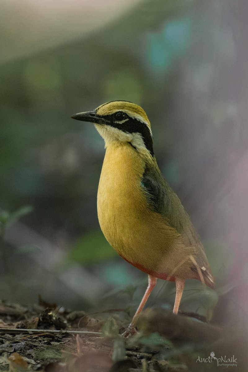 Indian Pitta - ML619017050