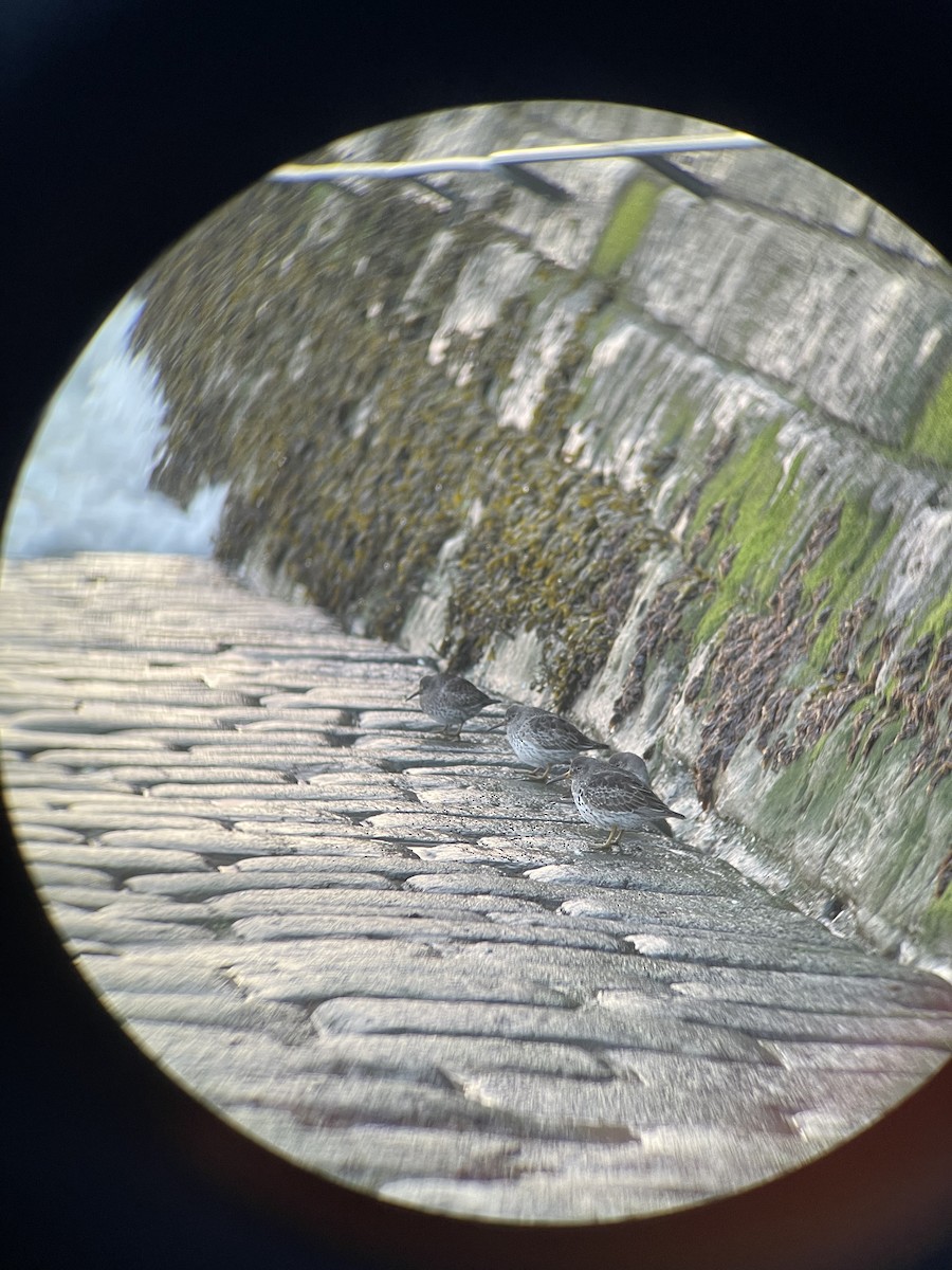 Purple Sandpiper - ML619017060