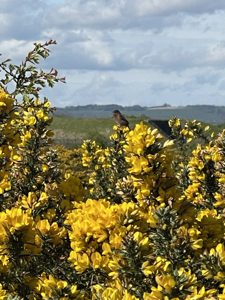 Dartford Warbler - Jiahua Xing