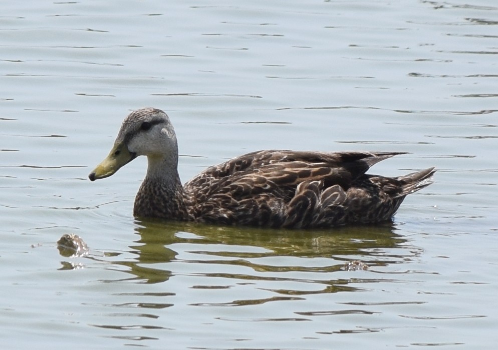 Mottled Duck - Bill Uttenweiler