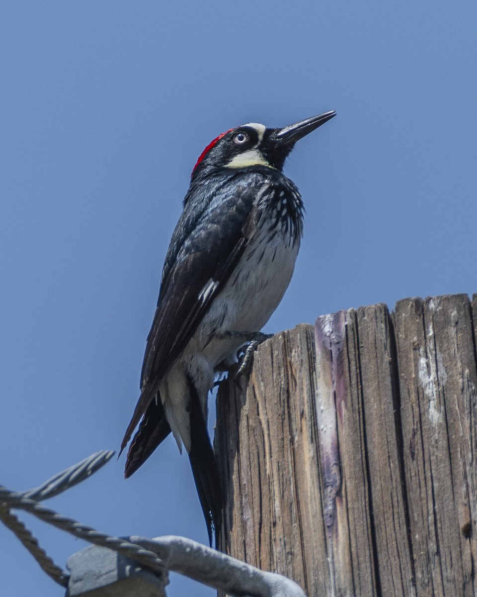 Acorn Woodpecker - James Kendall