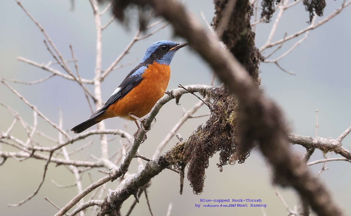 Blue-capped Rock-Thrush - Argrit Boonsanguan