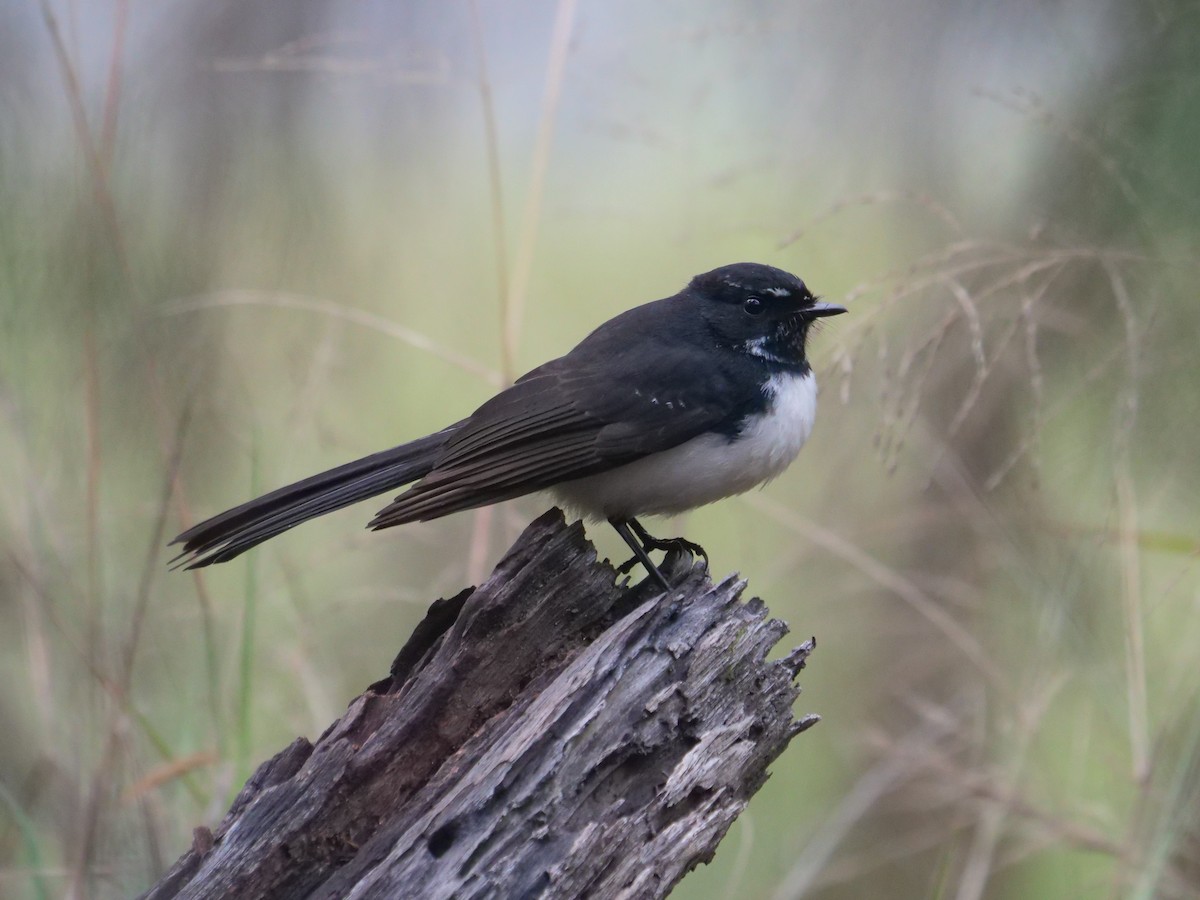 Willie-wagtail - ML619017099