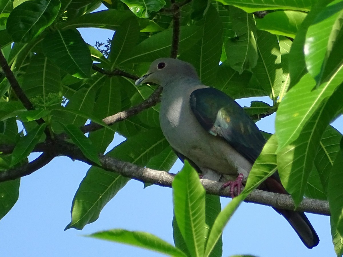 Green Imperial-Pigeon - Sri Srikumar