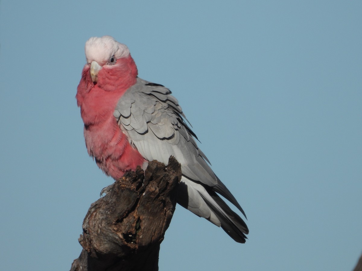 kakadu růžový - ML619017141