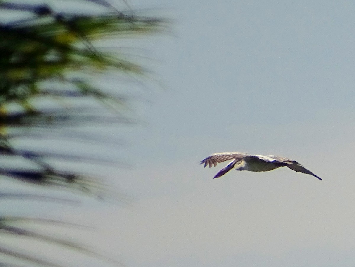 Spot-billed Pelican - Sri Srikumar