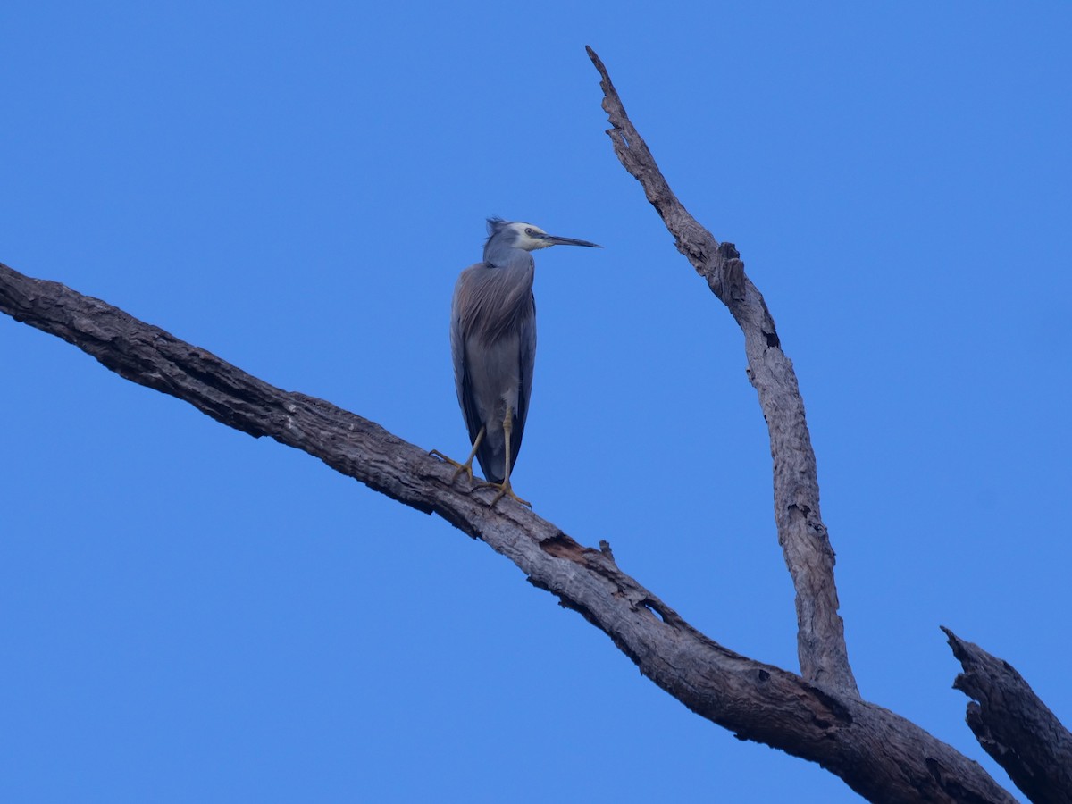 White-faced Heron - ML619017154