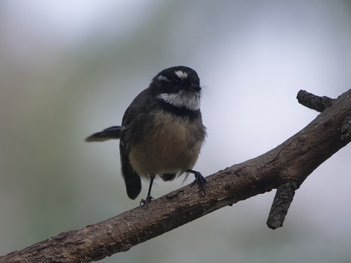 Gray Fantail - Frank Coman