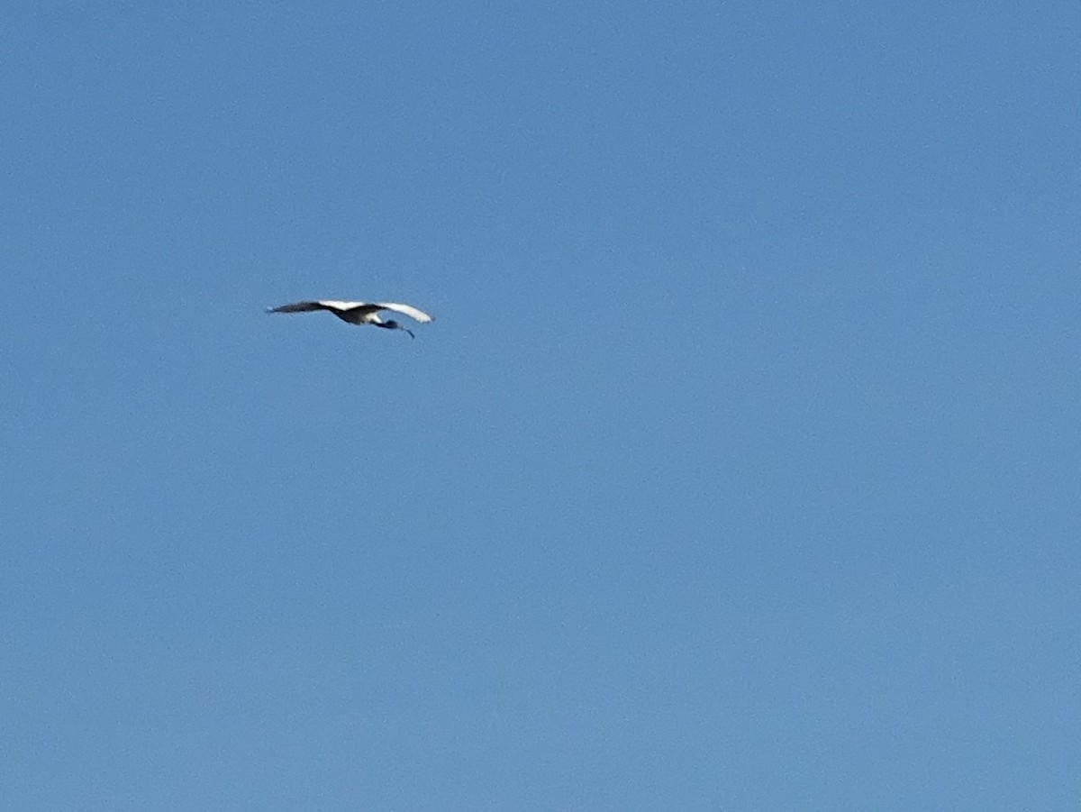 ibis černohlavý - ML619017165