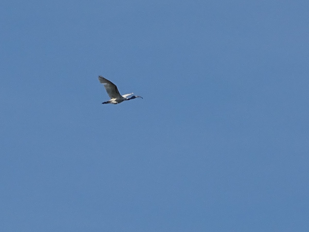 ibis černohlavý - ML619017166