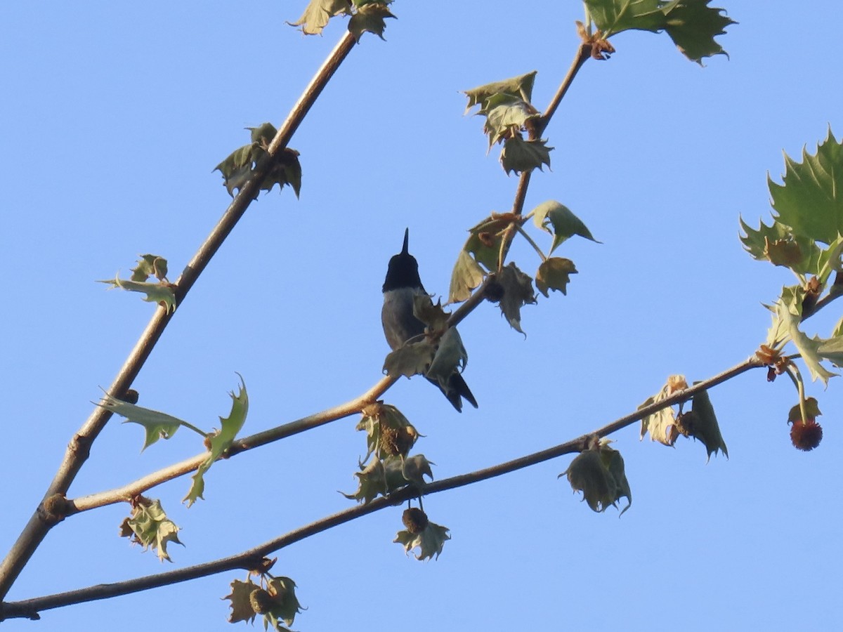 Ruby-throated Hummingbird - ML619017177