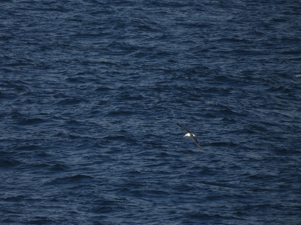 Albatros à cape blanche - ML619017223
