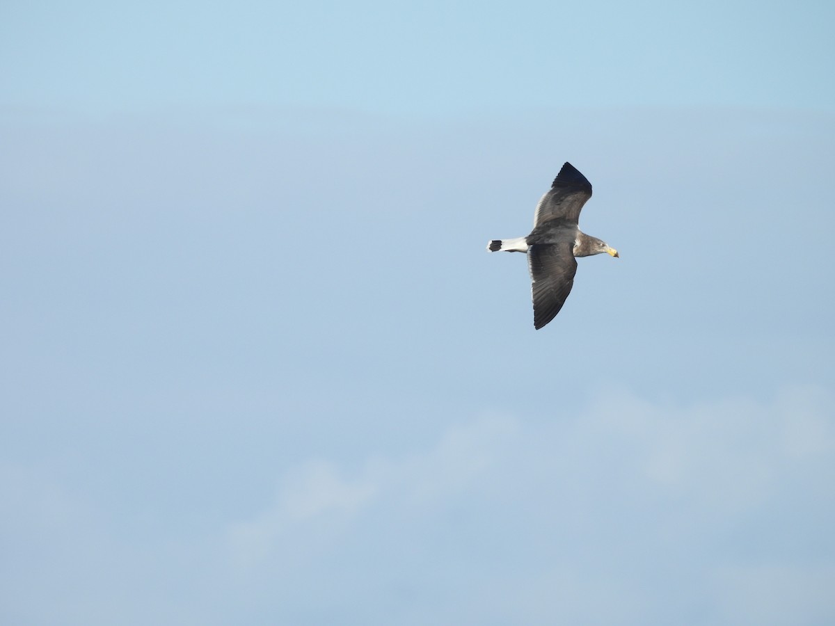 Pacific Gull - ML619017230