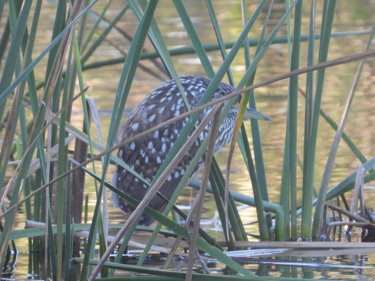 Nankeen Night Heron - Rodney Macready