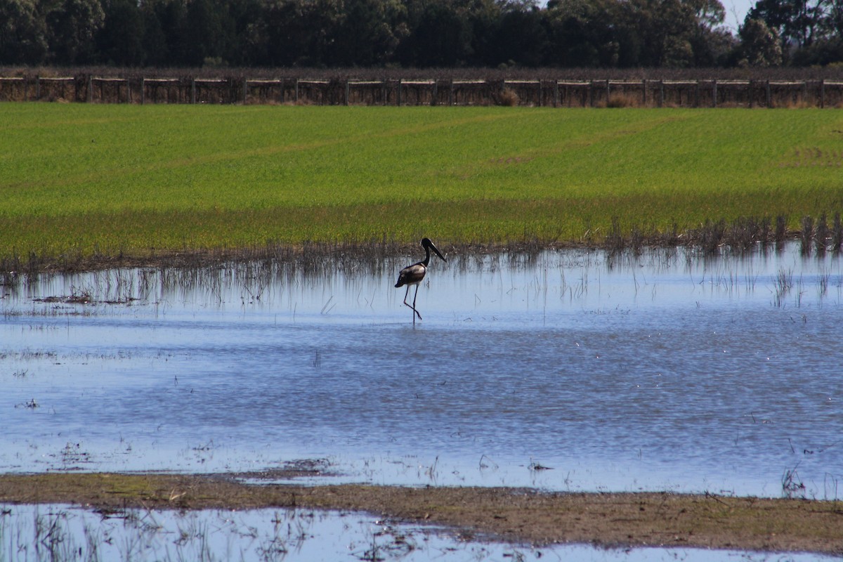 Black-necked Stork - Michael Dahlem