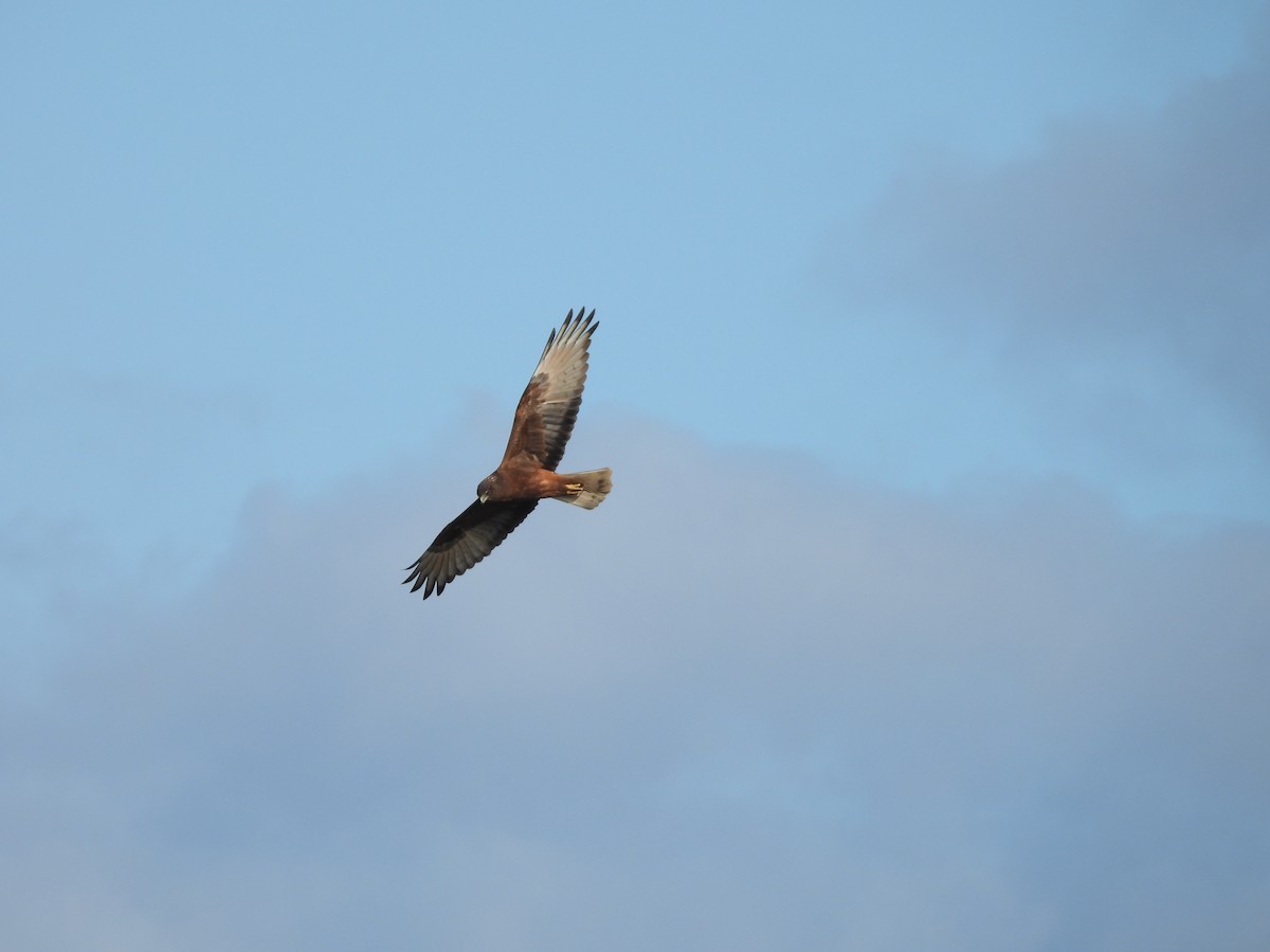 Swamp Harrier - ML619017348