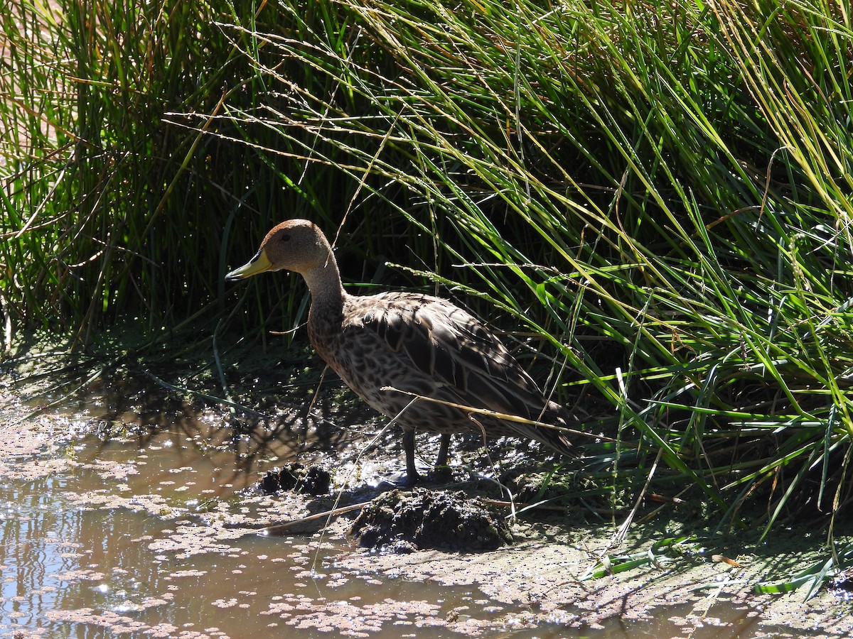 Yellow-billed Pintail - ML619017351