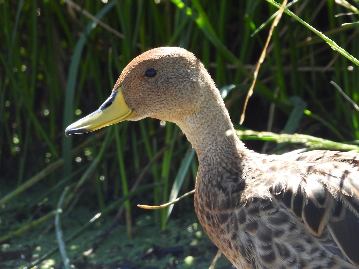 ostralka žlutozobá - ML619017352