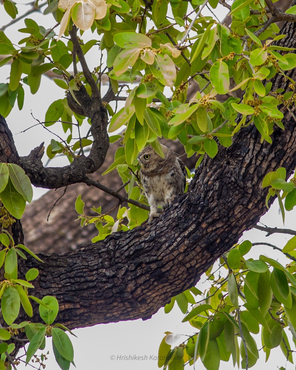 Forest Owlet - ML619017353