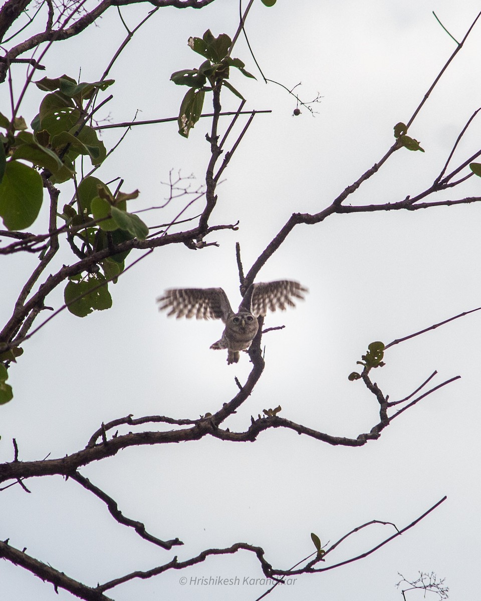 Forest Owlet - ML619017354