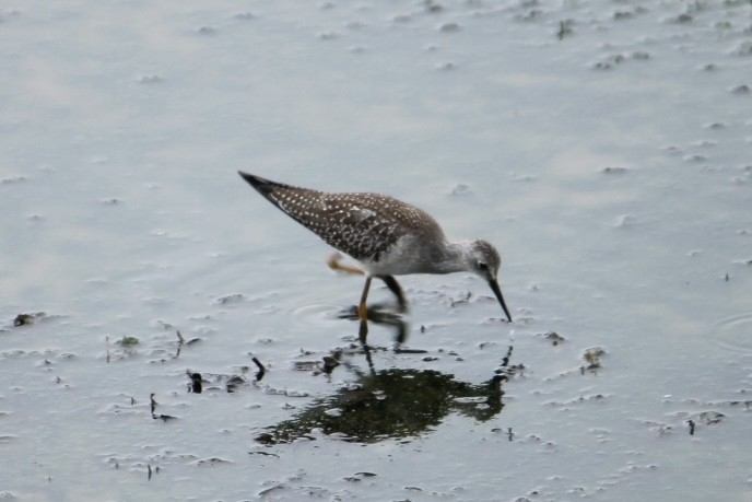 Lesser Yellowlegs - ML619017361