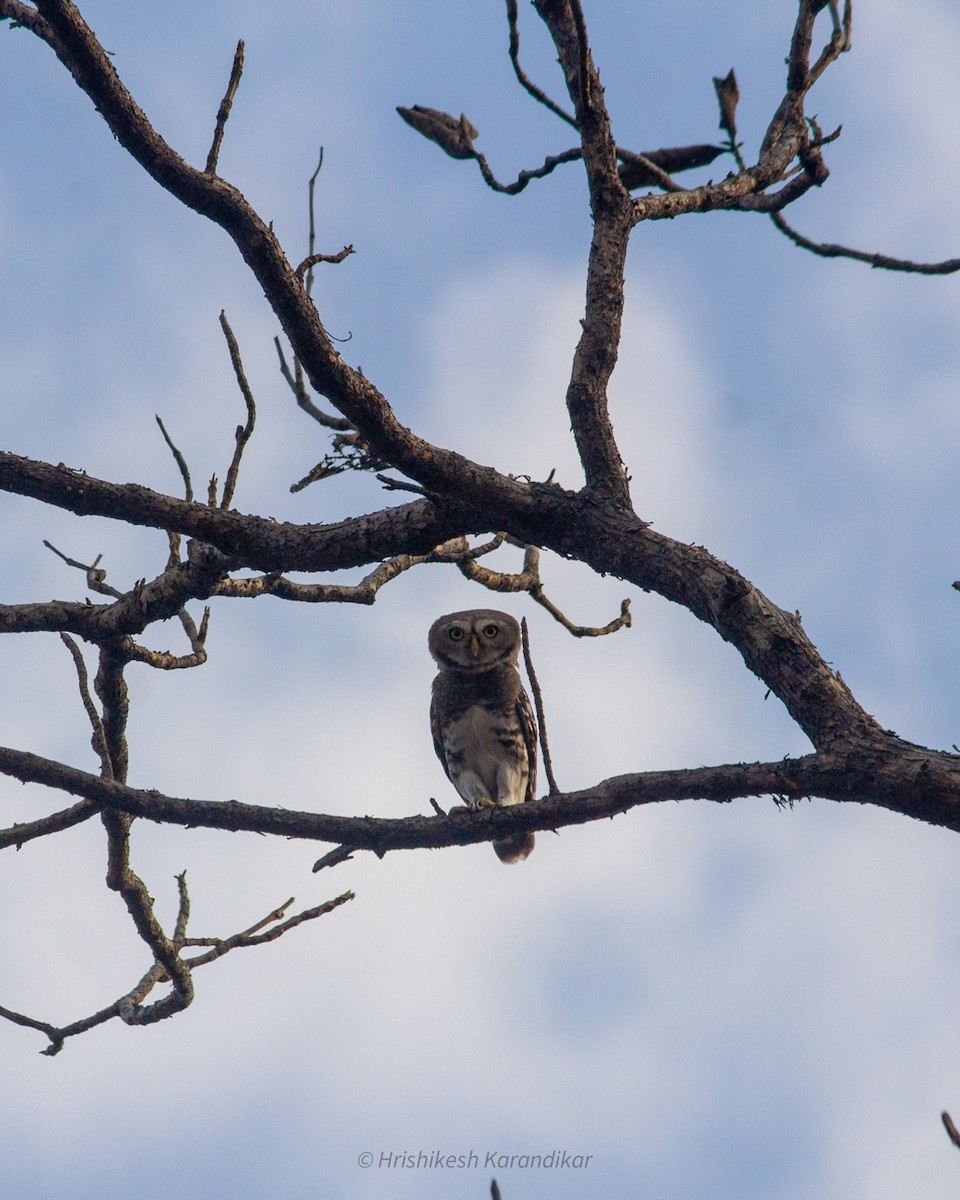 Forest Owlet - Hrishikesh Karandikar