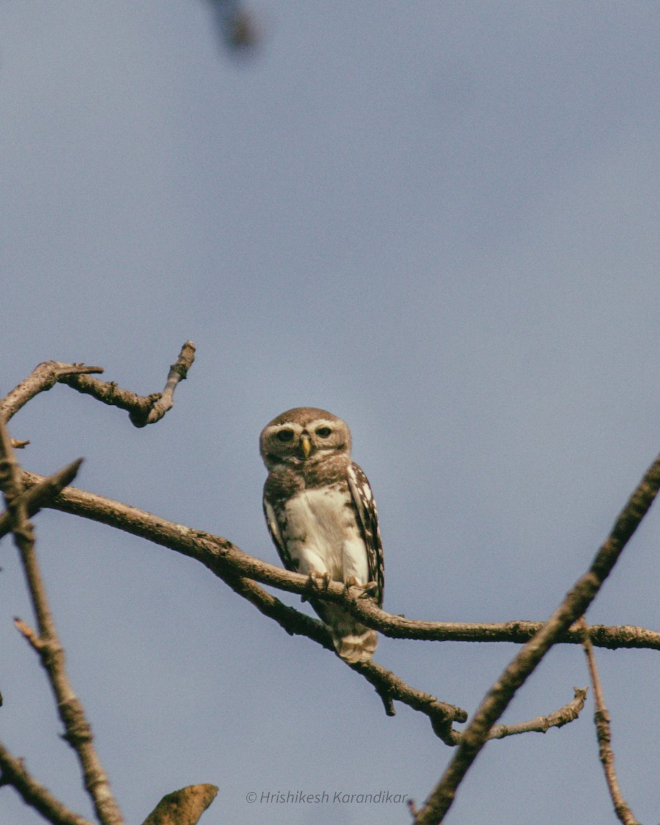 Forest Owlet - ML619017382