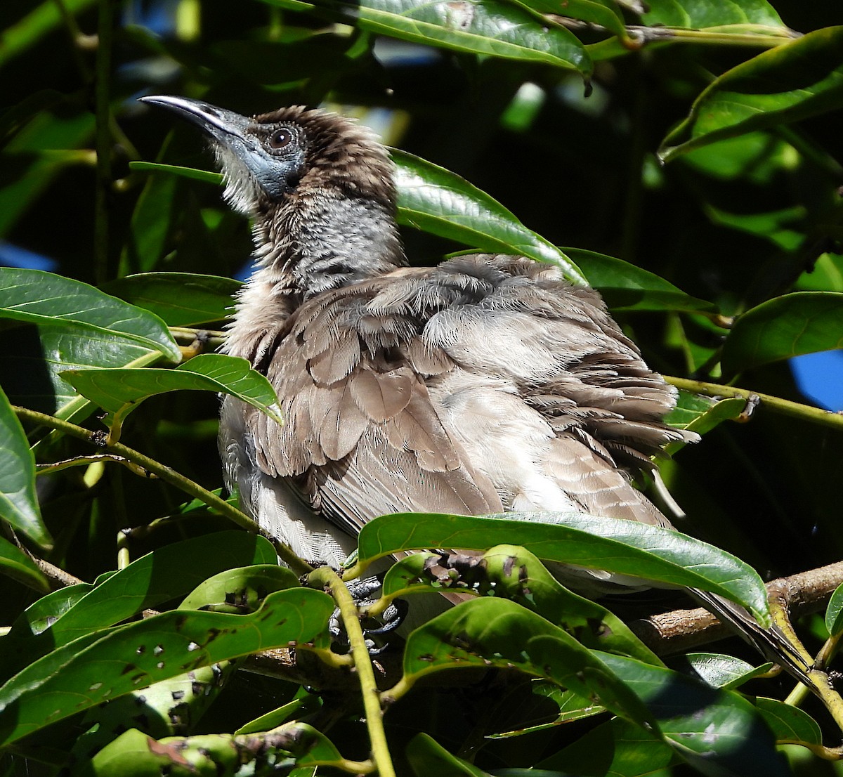 Little Friarbird - ML619017387