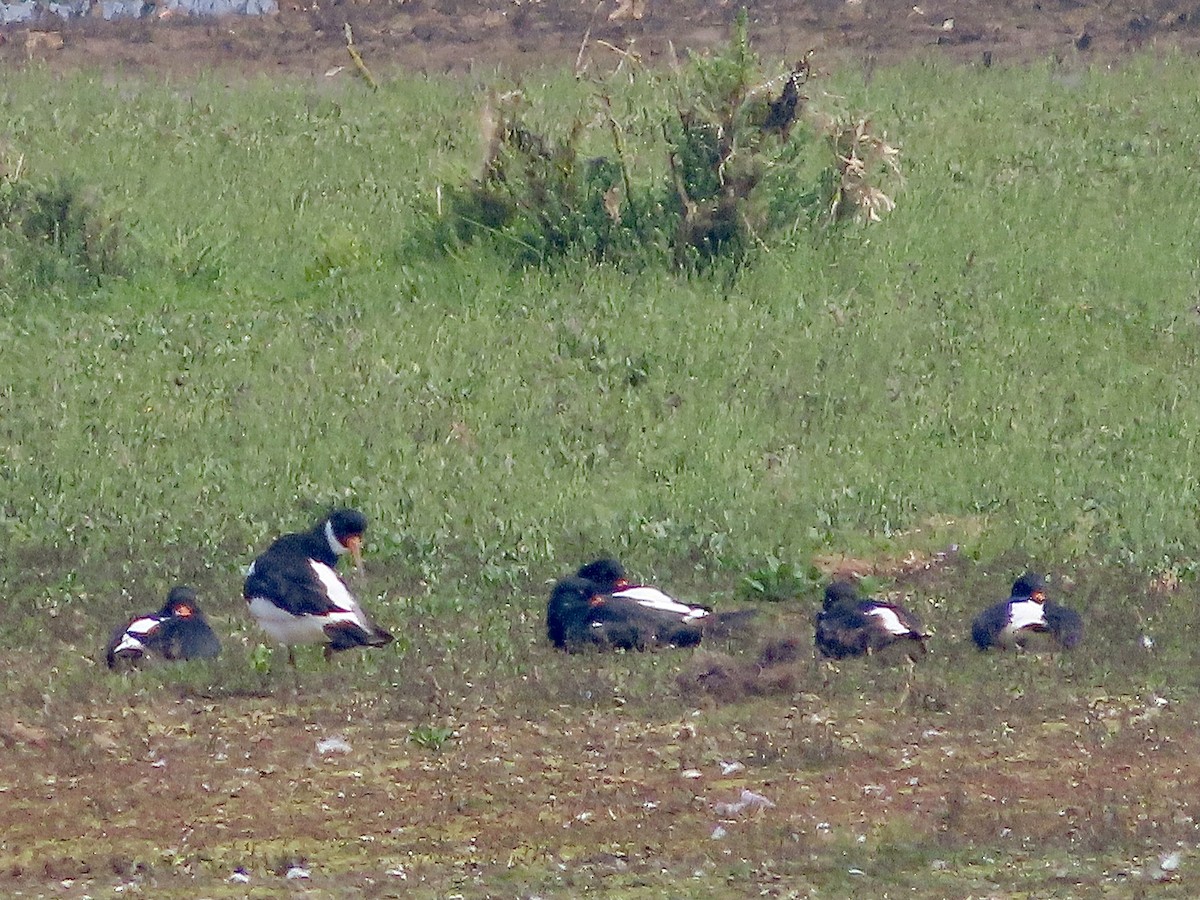 Eurasian Oystercatcher - ML619017395