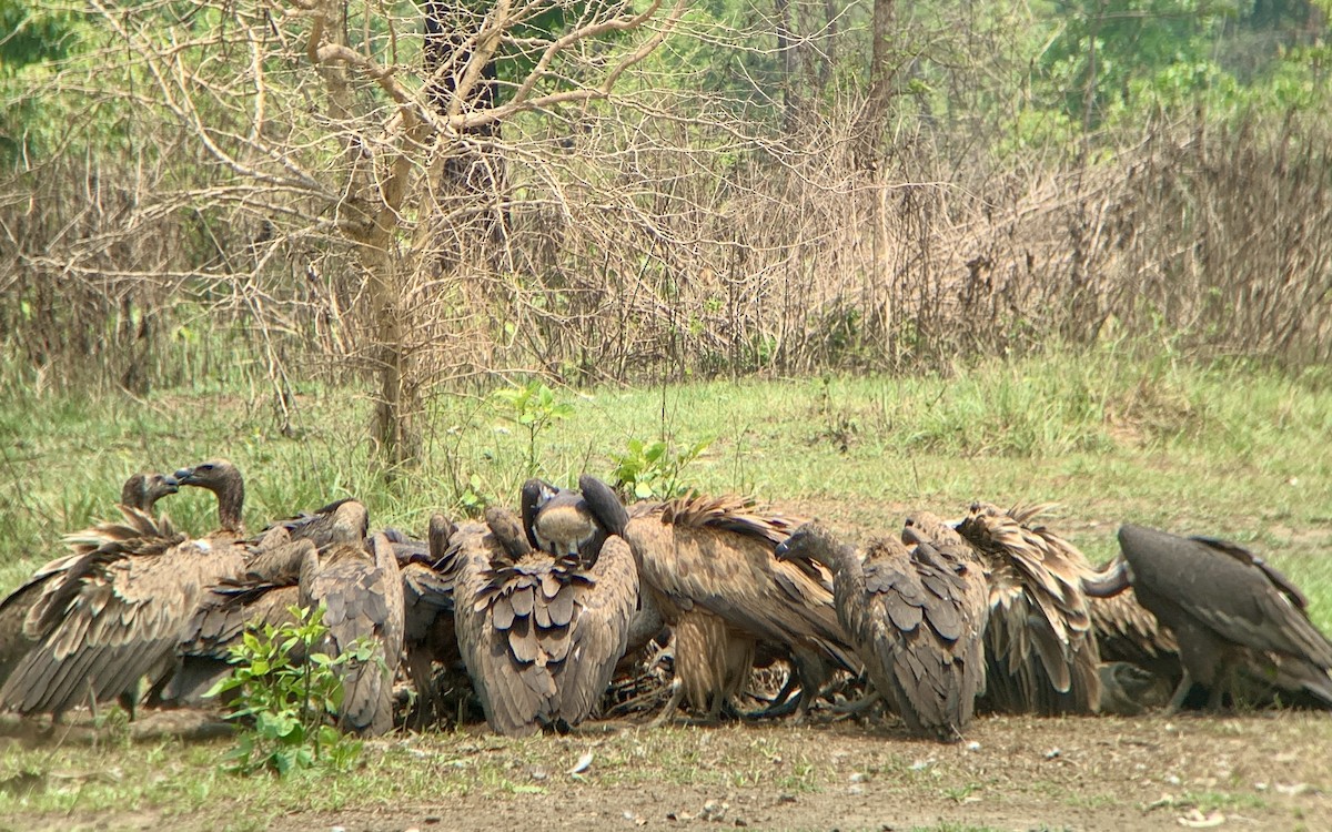 White-rumped Vulture - ML619017411