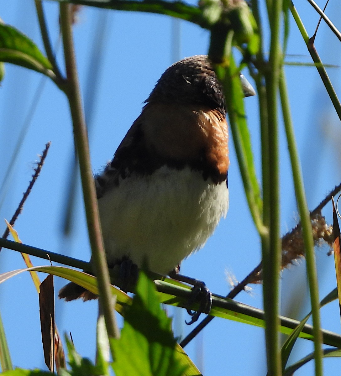 Chestnut-breasted Munia - ML619017420